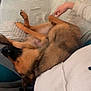 dog, couch, pet, hand, indoor, relaxing, brown_fur, animal, friendship, comfort, paws, person, white_clothing, home, furniture, lying_down, touch, cozy, companion, domestic