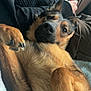 dog, german_shepherd, pet, lying_down, relaxed, fur, animal, paw, indoor, blanket, human_arm, brown_fur, black_fur, nose, ears, comfort, couch, casual, resting, closeup