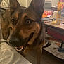 dog, german_shepherd, indoor, pet, animal, ears, brown, black, blanket, couch, table, household_items, happy, standing, living_room, smiling, fur, canine, companion, domestic