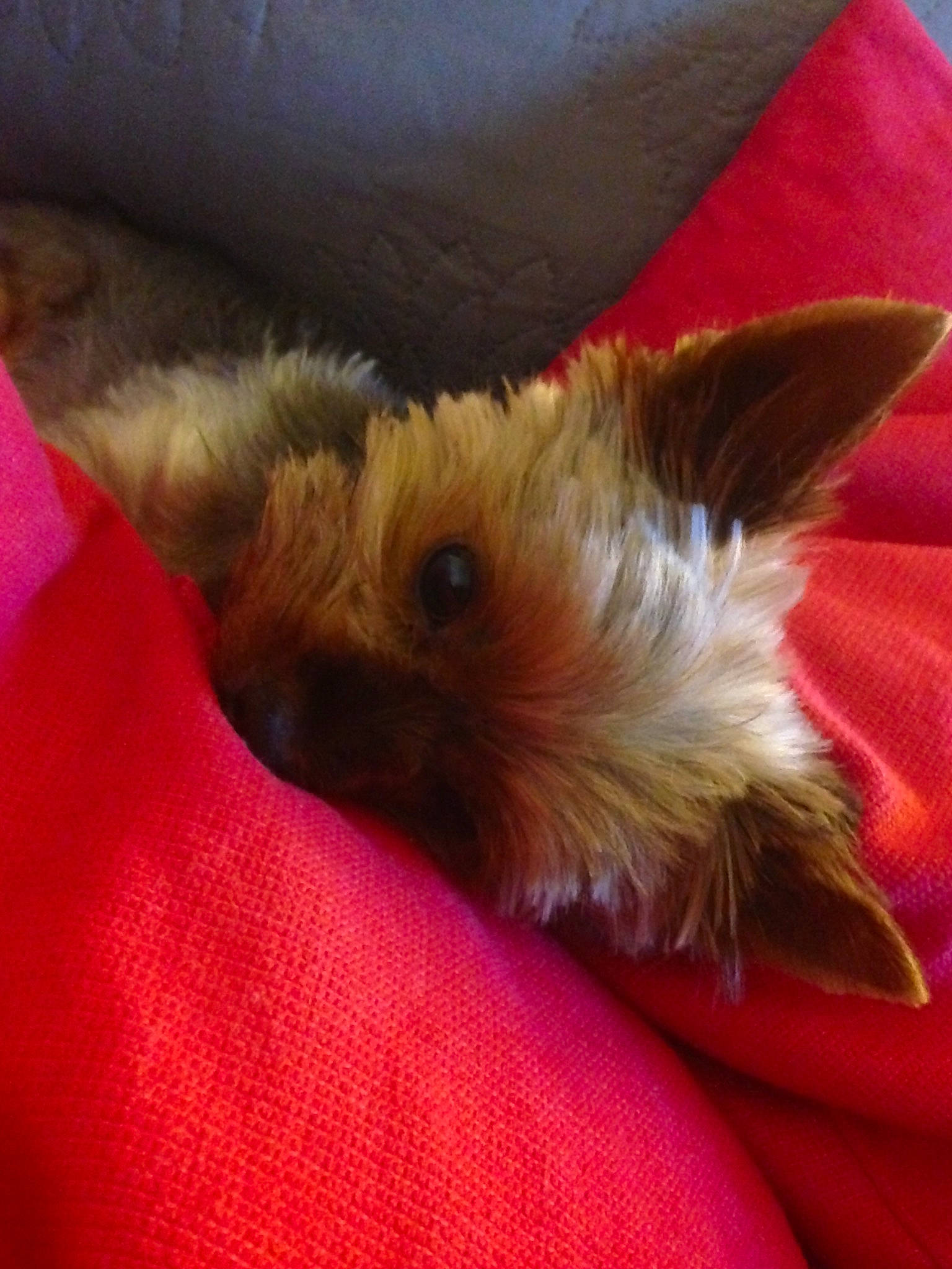 Michelle participe au concours pour gagner de l'argent avec cette photo : australian_silky_terrier, australian_terrier, cairn_terrier, canidae, carnivore, dog, dog_breed, fawn, mammal, norwich_terrier, puppy, small_terrier, snout, terrier, toy_dog, vertebrate, yorkipoo, yorkshire_terrier