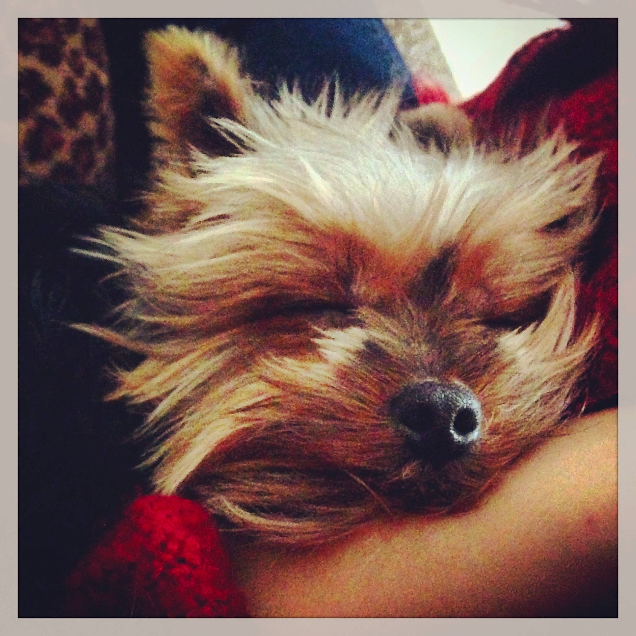 Michelle participe au concours pour gagner de l'argent avec cette photo : australian_silky_terrier, biewer_terrier, cairn_terrier, canidae, carnivore, companion_dog, dog, dog_breed, mammal, morkie, norwich_terrier, puppy, puppy_love, rare_breed_dog, shih_tzu, small_terrier, terrier, toy_dog, west_highland_white_terrier, yorkshire_terrier