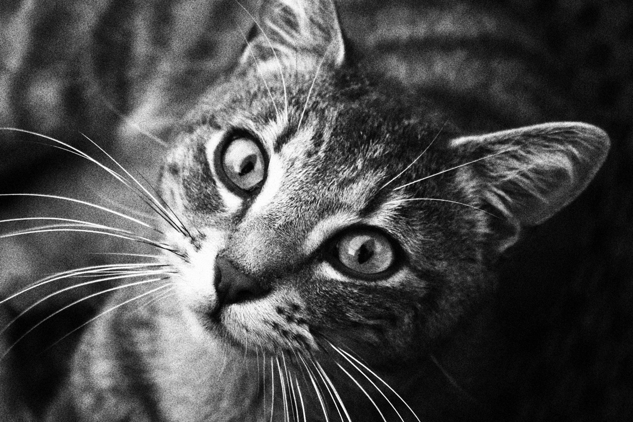 Edgar participe au concours pour gagner de l'argent avec cette photo : asian, black, black_and_white, black_cat, carnivore, cat, close_up, domestic_short_haired_cat, european_shorthair, eye, felidae, fur, monochrome, monochrome_photography, nose, photography, small_to_medium_sized_cats, snout, tabby_cat, whiskers