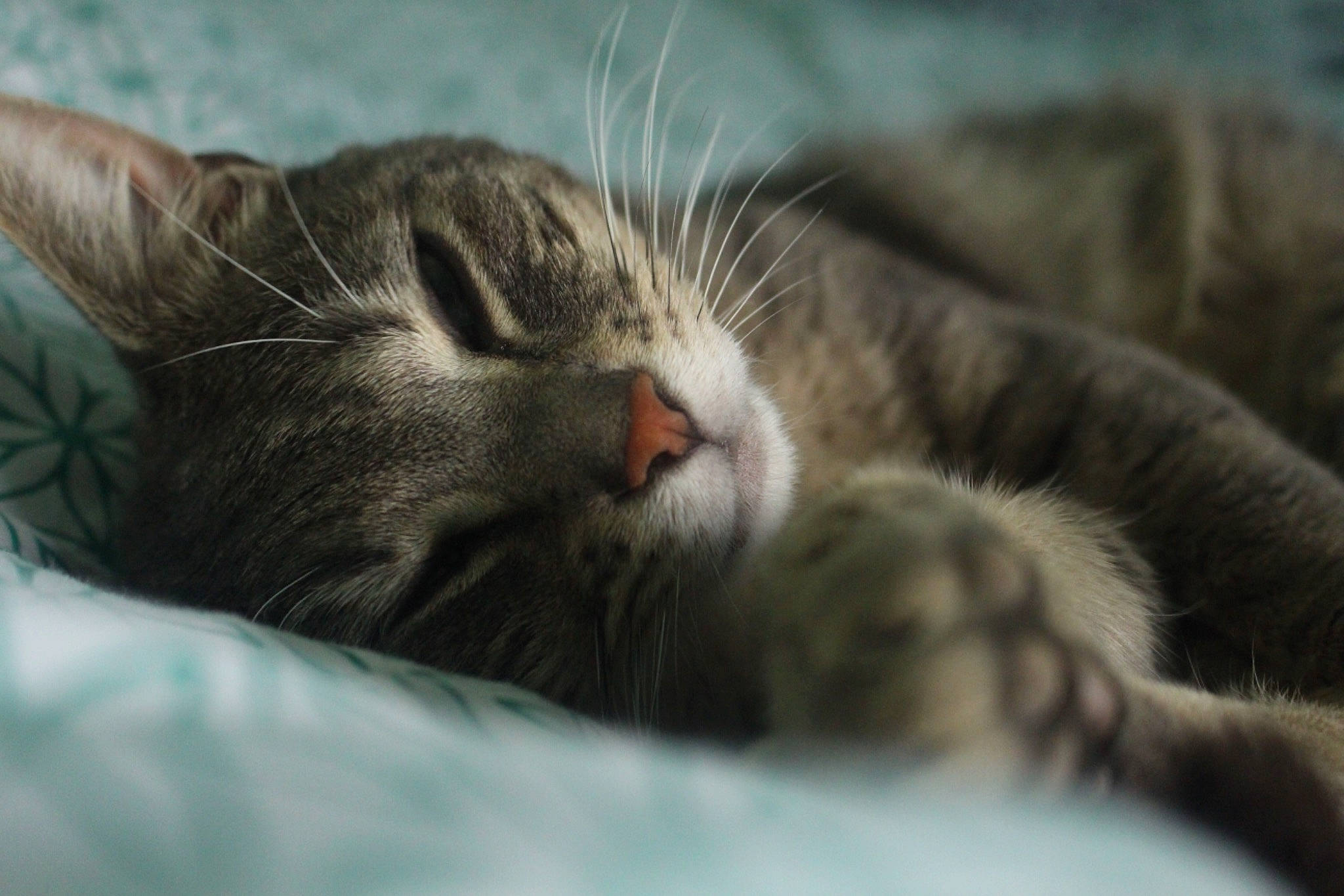 Edgar participe au concours pour gagner de l'argent avec cette photo : carnivore, cat, claw, close_up, domestic_short_haired_cat, european_shorthair, felidae, fur, kitten, nap, norwegian_forest_cat, paw, sleep, small_to_medium_sized_cats, snout, tabby_cat, whiskers