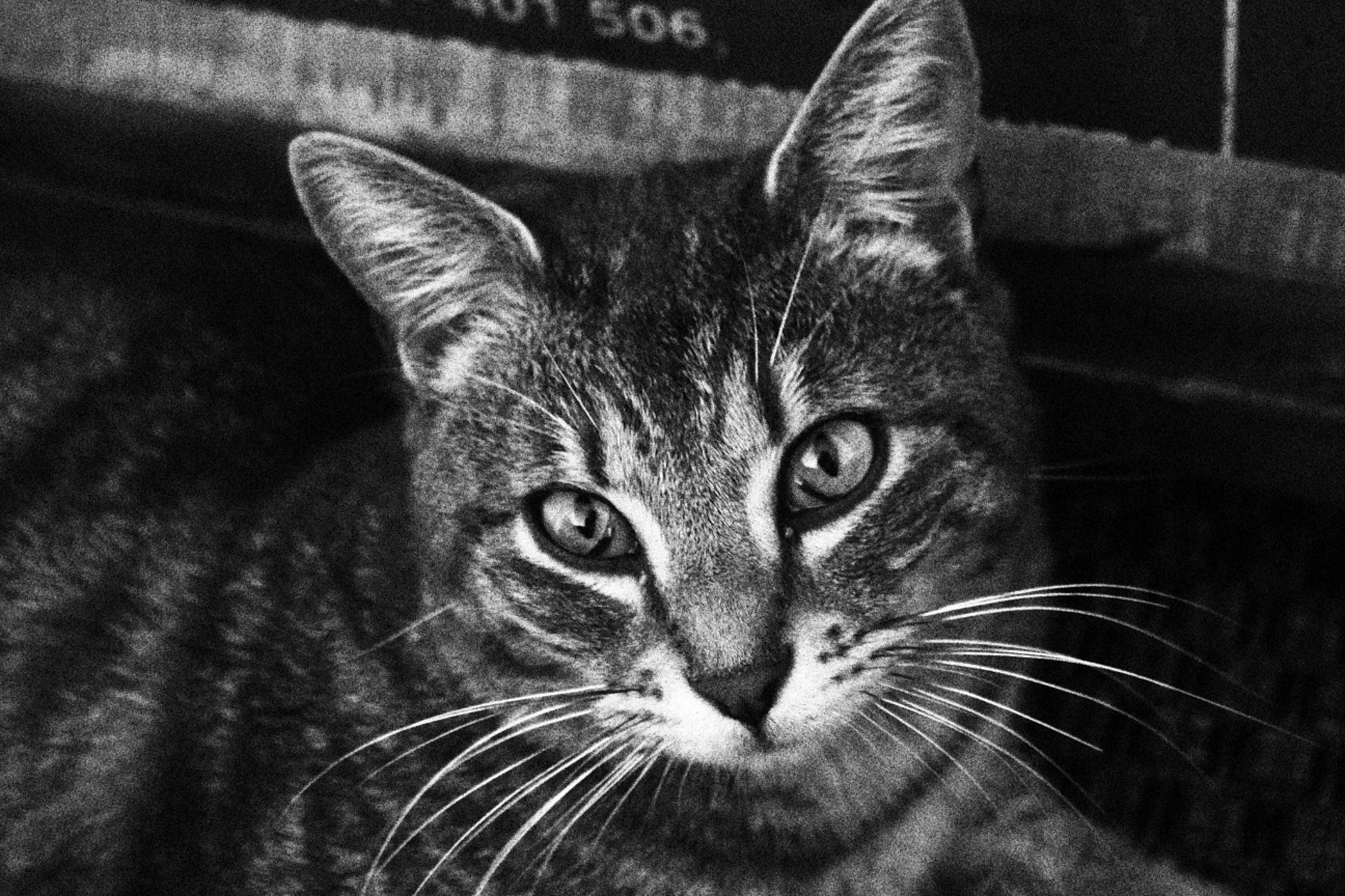 Edgar a rejoint le concours — aidez-le/la à gagner de superbes lots ! asian, black, black_and_white, black_cat, carnivore, cat, close_up, domestic_short_haired_cat, dragon_li, european_shorthair, eye, felidae, mammal, monochrome, monochrome_photography, photography, small_to_medium_sized_cats, snout, tabby_cat, whiskers