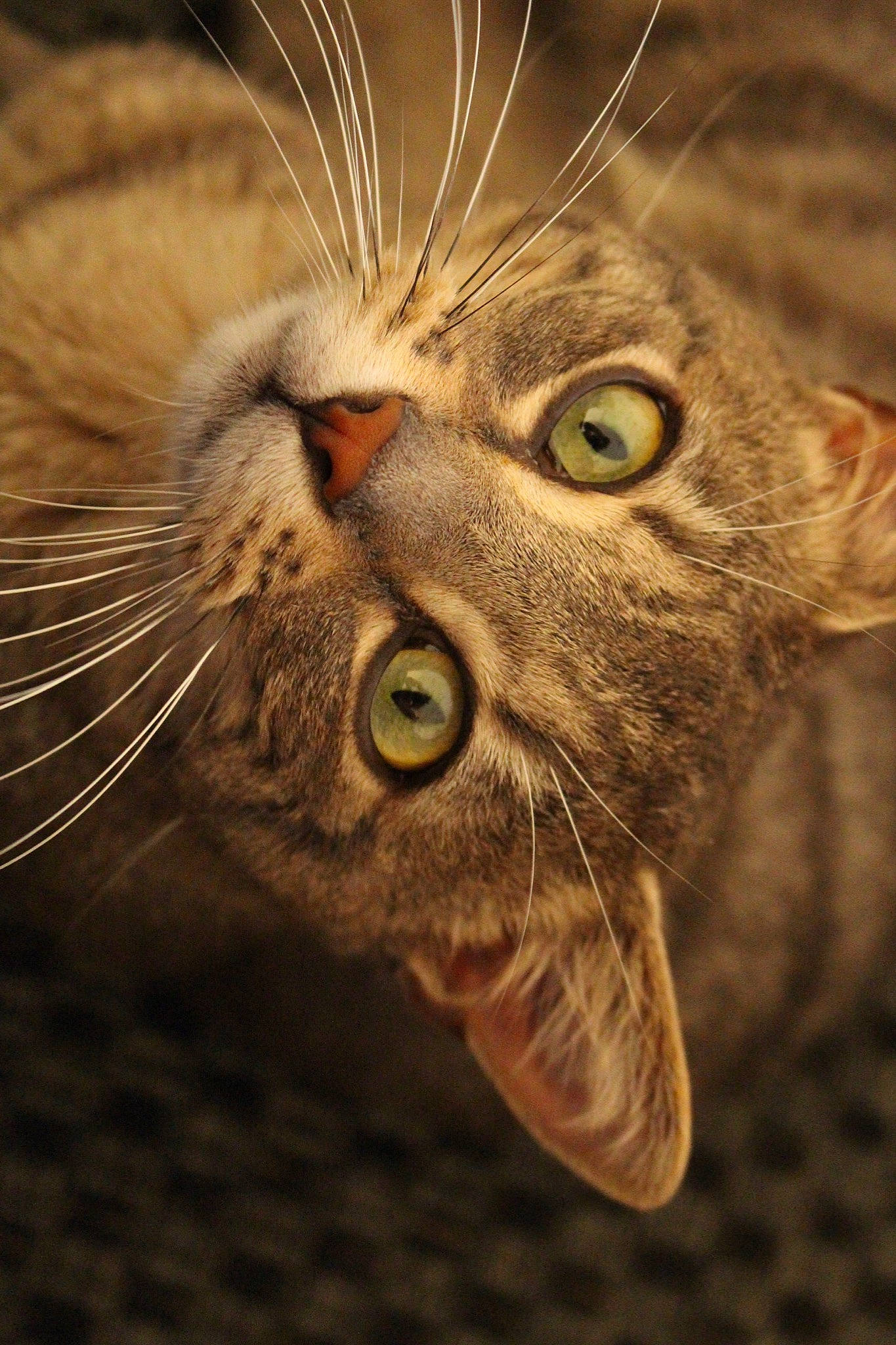 Edgar participe au concours pour gagner de l'argent avec cette photo : american_shorthair, asian, british_shorthair, carnivore, cat, close_up, domestic_short_haired_cat, european_shorthair, eye, felidae, fur, macro_photography, mouth, nose, ocicat, organ, small_to_medium_sized_cats, snout, tabby_cat, whiskers