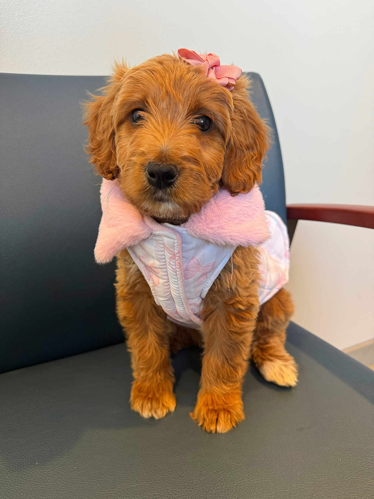 Chanel is registered to the contest to win money with this photo: puppy, dog, pet, bow, pink_coat, chair, indoor, brown_fur, portrait, cute, sitting, paws, jacket, looking_at_camera, close_up, fluffy, black_nose, ears, eyes, waiting_room