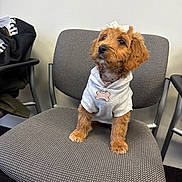 Chanel joined the competition — help win amazing prizes! dog, puppy, brown_fur, hoodie, bow, dog_tag, sitting, chair, textured_fabric, indoor, pet, cute, portrait, looking_up, eyes, paws, nose, waiting_room, bag, armrest