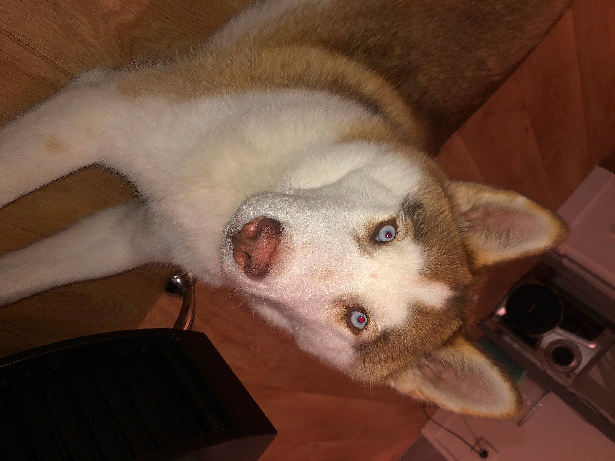 Tarmak a rejoint le concours — aidez-le/la à gagner de superbes lots ! canidae, carnivore, cat, dog, dog_breed, ear, eye, fawn, felidae, labrador_husky, mammal, nose, siberian_husky, small_to_medium_sized_cats, tamaskan_dog, vertebrate, whiskers, wolfdog