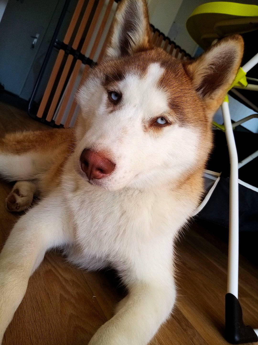 Tarmak participe au concours pour gagner de l'argent avec cette photo : alaskan_malamute, canadian_eskimo_dog, canidae, carnivore, dog, dog_breed, labrador_husky, mammal, native_american_indian_dog, rare_breed_dog, saarloos_wolfdog, sakhalin_husky, seppala_siberian_sleddog, siberian_husky, sled_dog, snout, tamaskan_dog, thai_bangkaew_dog, vertebrate, wolfdog