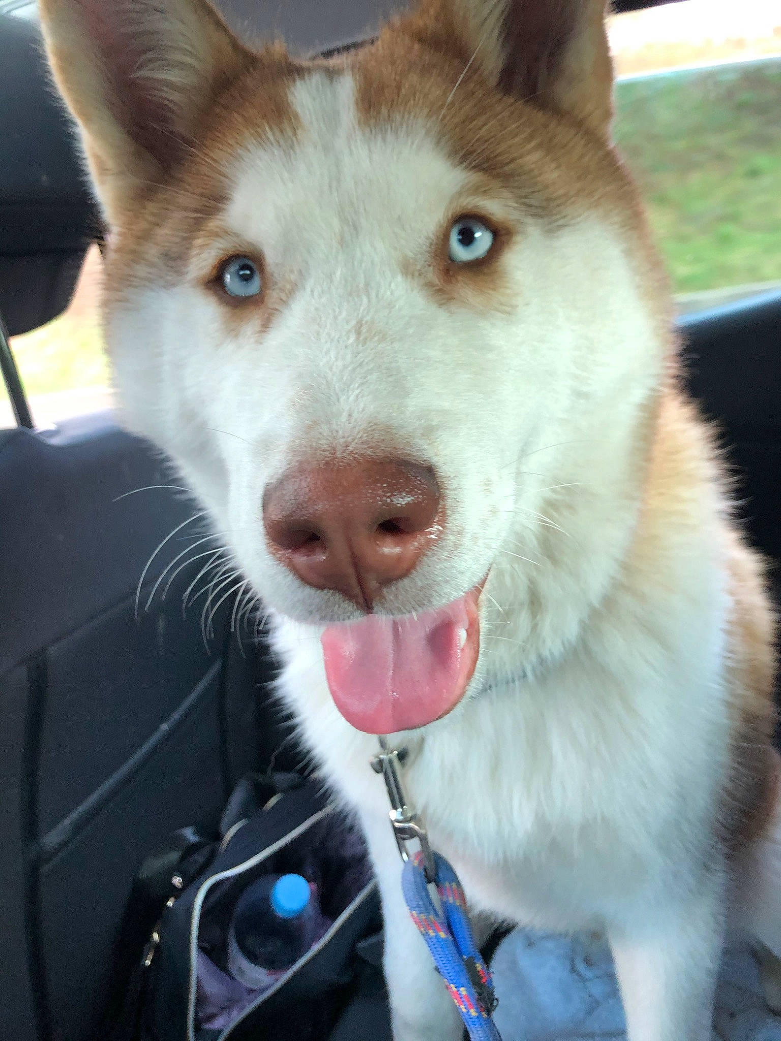 Tarmak a rejoint le concours — aidez-le/la à gagner de superbes lots ! canadian_eskimo_dog, canidae, carnivore, dog, dog_breed, east_siberian_laika, greenland_dog, jaw, labrador_husky, mammal, native_american_indian_dog, nose, sakhalin_husky, seppala_siberian_sleddog, siberian_husky, sled_dog, snout, tamaskan_dog, vertebrate, working_dog