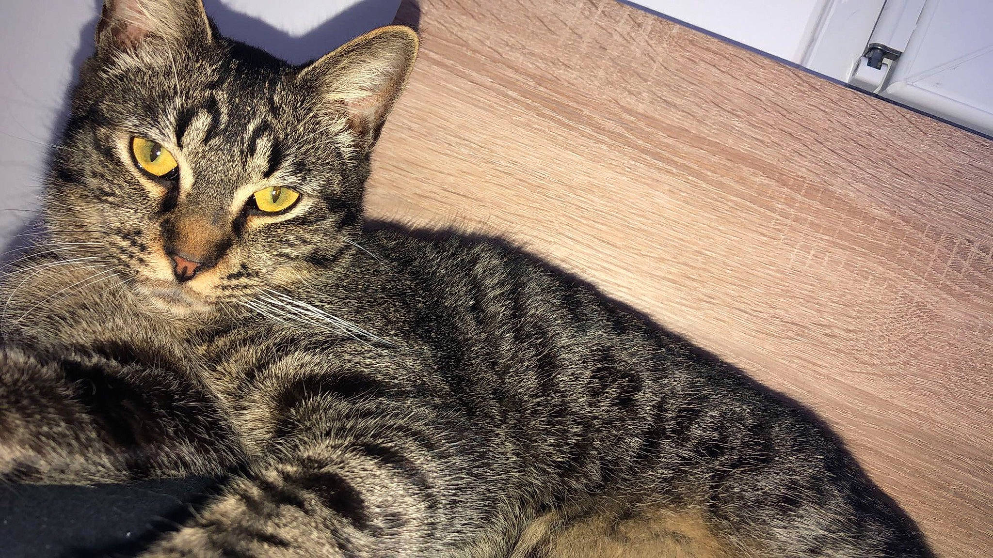 Oasis a rejoint le concours — aidez-le/la à gagner de superbes lots ! aegean_cat, american_shorthair, american_wirehair, asian, australian_mist, california_spangled, carnivore, cat, domestic_short_haired_cat, dragon_li, european_shorthair, eye, felidae, mammal, pixie_bob, sky, small_to_medium_sized_cats, snout, tabby_cat, whiskers