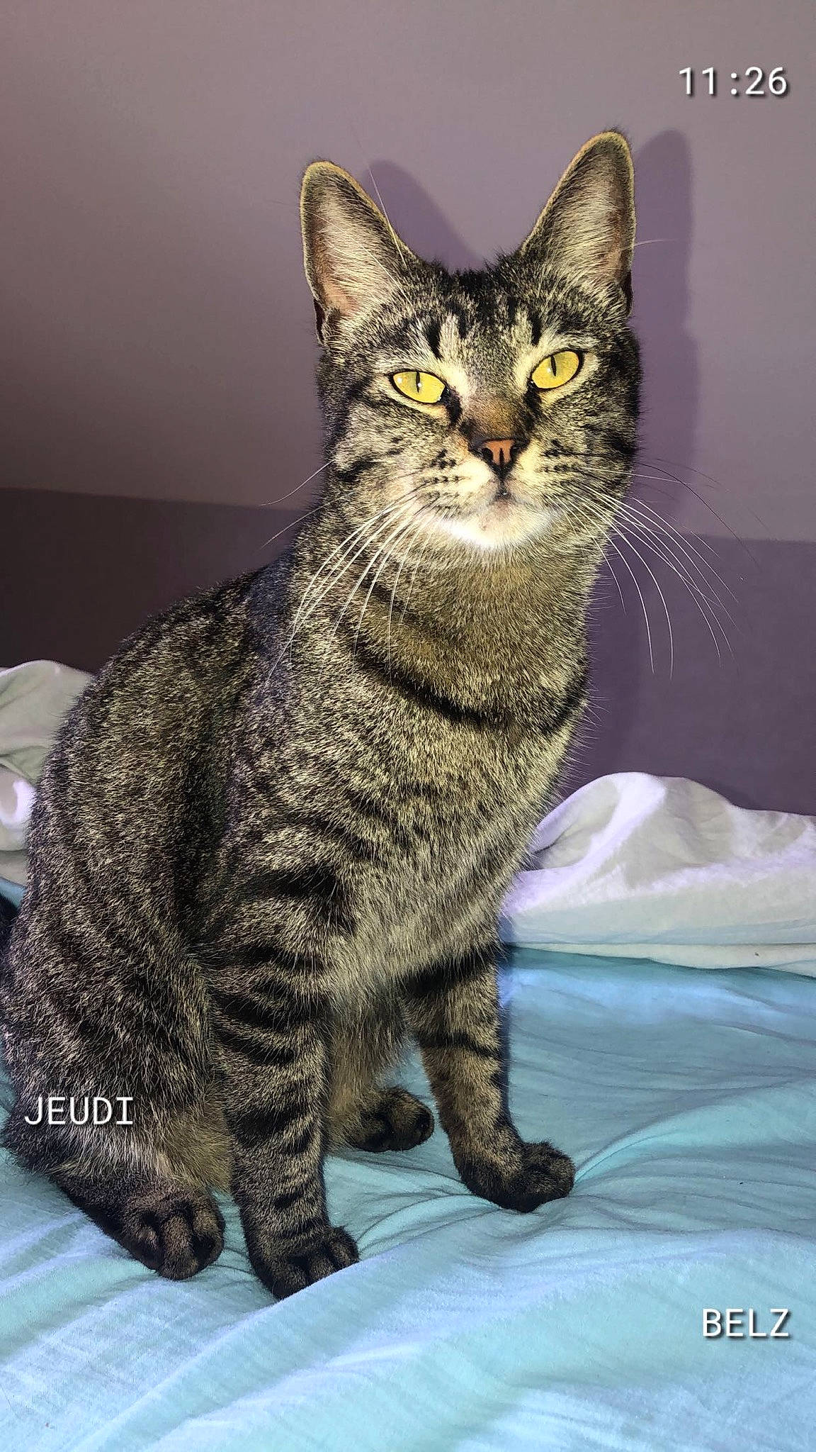 Oasis participe au concours pour gagner de l'argent avec cette photo : american_shorthair, american_wirehair, arabian_mau, asian, australian_mist, california_spangled, carnivore, cat, chausie, domestic_short_haired_cat, dragon_li, egyptian_mau, european_shorthair, felidae, mammal, pixie_bob, small_to_medium_sized_cats, tabby_cat, vertebrate, whiskers