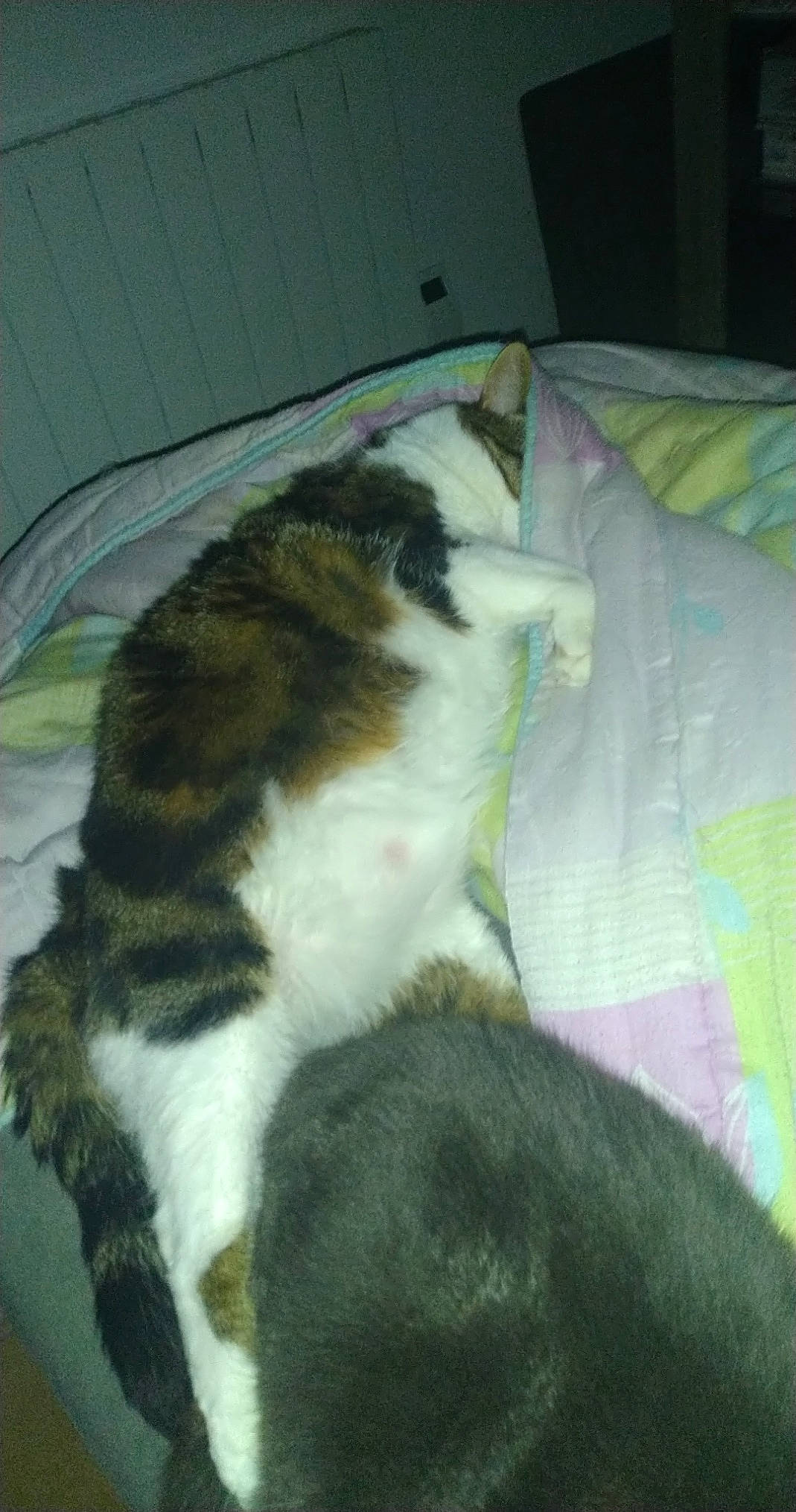 Pookie participe au concours pour gagner de l'argent avec cette photo : blanket, canidae, carnivore, cat, claw, comfort, companion_dog, dog_breed, domestic_short_haired_cat, felidae, fur, linens, nap, paw, sleep, small_to_medium_sized_cats, snout, sporting_group, tail, whiskers