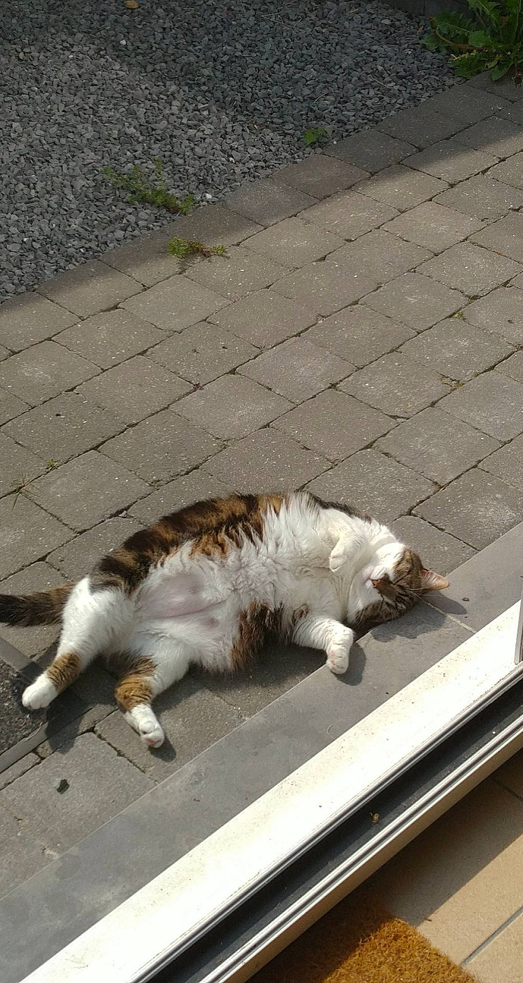 Pookie a rejoint le concours — aidez-le/la à gagner de superbes lots ! asphalt, carnivore, cat, claw, companion_dog, domestic_short_haired_cat, felidae, flooring, fur, grass, mammal, road_surface, sidewalk, small_to_medium_sized_cats, snout, sporting_group, tail, vertebrate, whiskers, wood