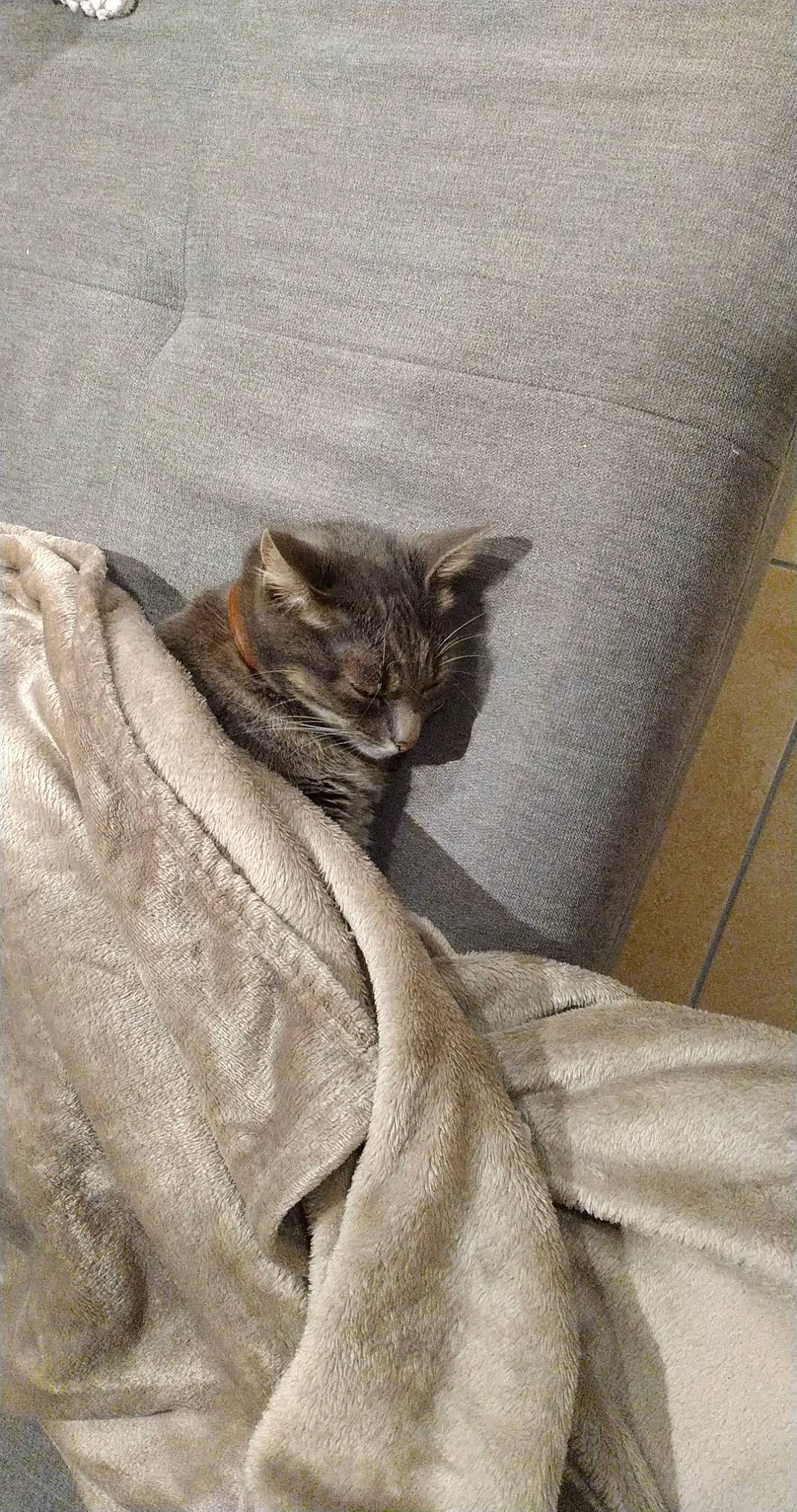 Minnie participe au concours pour gagner de l'argent avec cette photo : bedding, blanket, carnivore, cat, claw, comfort, domestic_short_haired_cat, fawn, felidae, fur, grey, linens, nap, paw, sleeve, small_to_medium_sized_cats, tail, terrestrial_animal, whiskers, wood