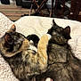 kitten, cat, feline, pet, animal, cute, snuggling, playing, paw, fur, whiskers, bedroom, blanket, cozy, indoor, soft, resting, domestic, young, sleeping