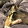 Bella is registered to the contest to win money with this photo: kitten, cat, sleeping, calico, paw, pink_pads, blanket, plush, cozy, fur, cute, resting, animal, pet, indoor, soft, closeup, relaxation, comfort, adorable
