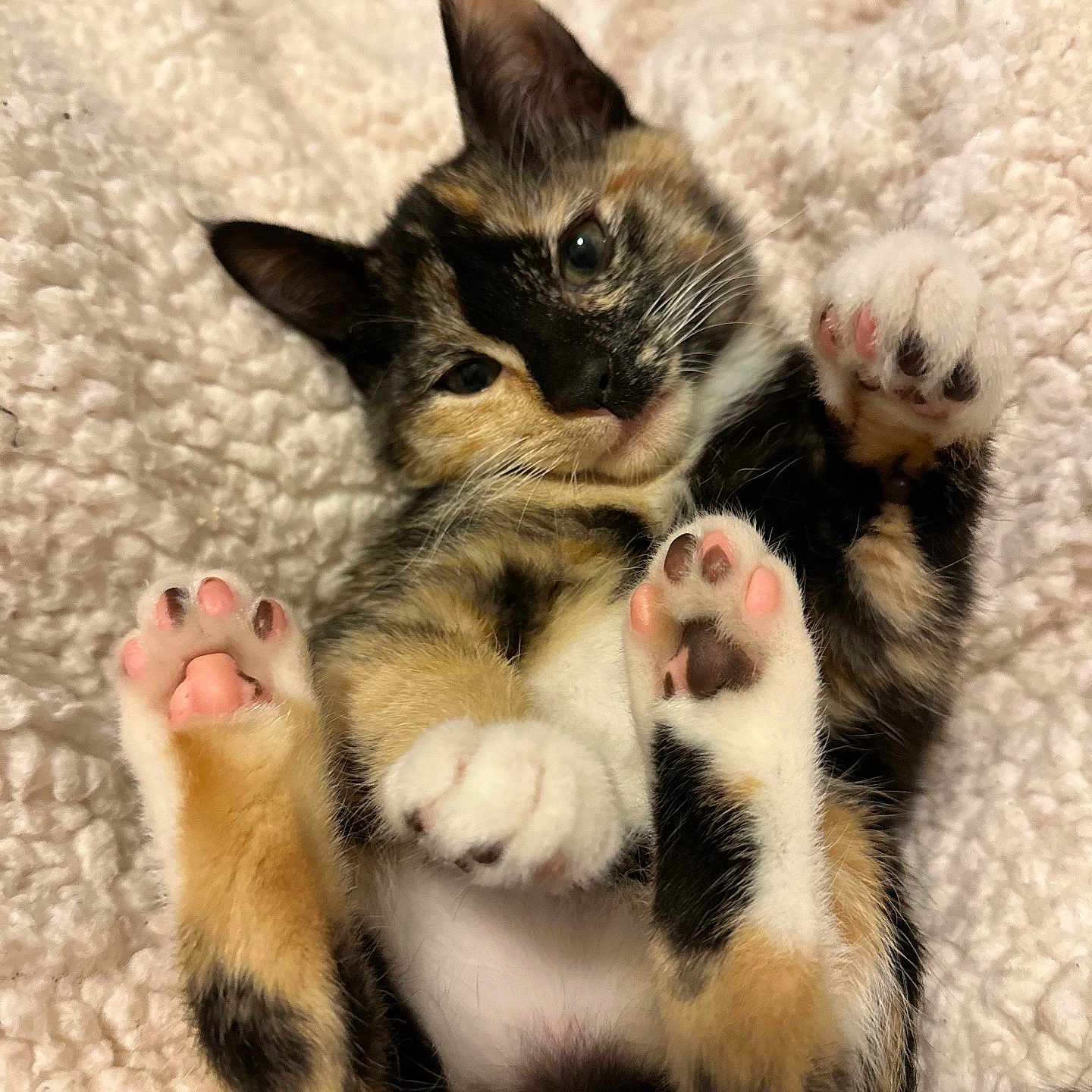 Bella is registered to the contest to win money with this photo: adorable, animal, blanket, calico, cat, cute, fluffy, fur, indoor, kitten, mammal, paw_pads, pet, playful, relaxed, resting, sleepy, soft, whiskers, young