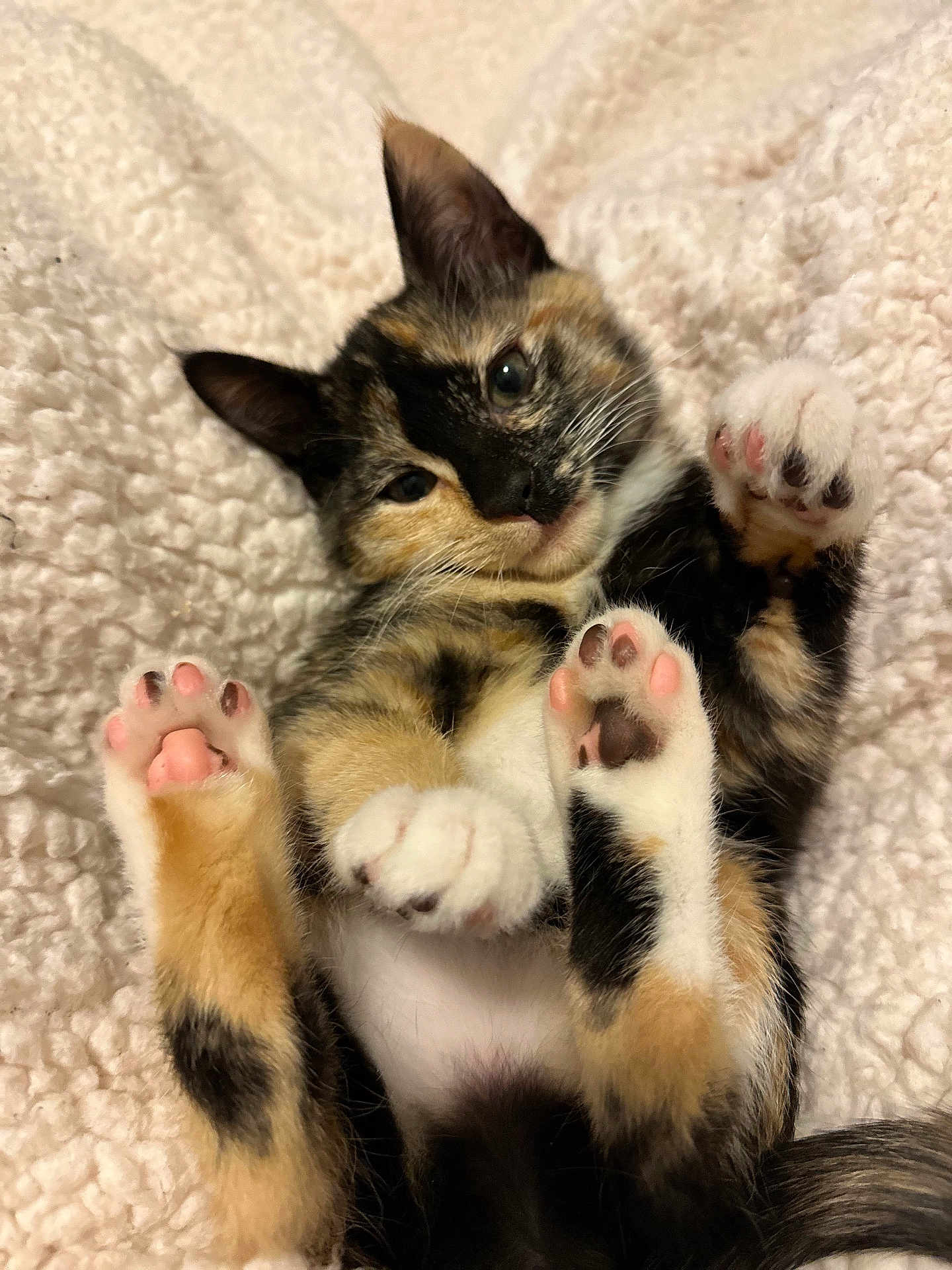 Bella is registered to the contest to win money with this photo: kitten, calico, cat, paw_pads, fluffy, blanket, cute, pet, fur, whiskers, sleepy, relaxed, indoor, animal, mammal, playful, young, soft, resting, adorable