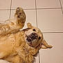 golden_retriever, dog, pet, lying_down, paw, floor, tile, fur, canine, mammal, domestic_animal, cute, playful, indoor, friendly, animal_face, nose, ears, whiskers, tongue