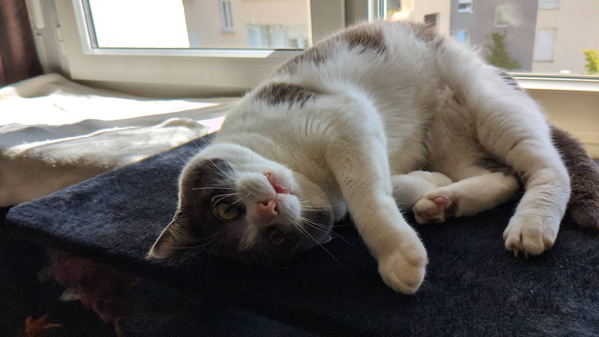 Oscar a rejoint le concours — aidez-le/la à gagner de superbes lots ! canidae, carnivore, cat, claw, comfort, domestic_short_haired_cat, fawn, felidae, flooring, foot, fur, nap, paw, room, sleep, small_to_medium_sized_cats, tail, whiskers, window, wood