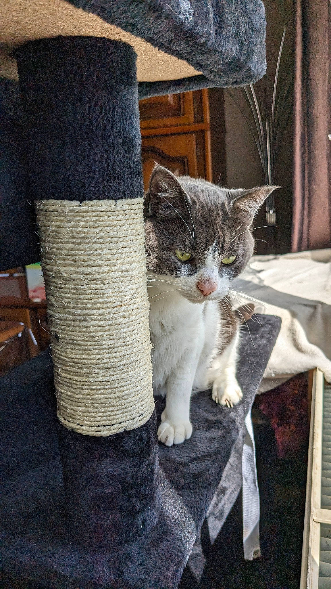 Oscar a rejoint le concours — aidez-le/la à gagner de superbes lots ! carnivore, cat, comfort, domestic_short_haired_cat, electric_blue, felidae, foot, fur, grey, human_leg, paw, sitting, small_to_medium_sized_cats, sock, tail, thigh, whiskers, wood, wool, woolen