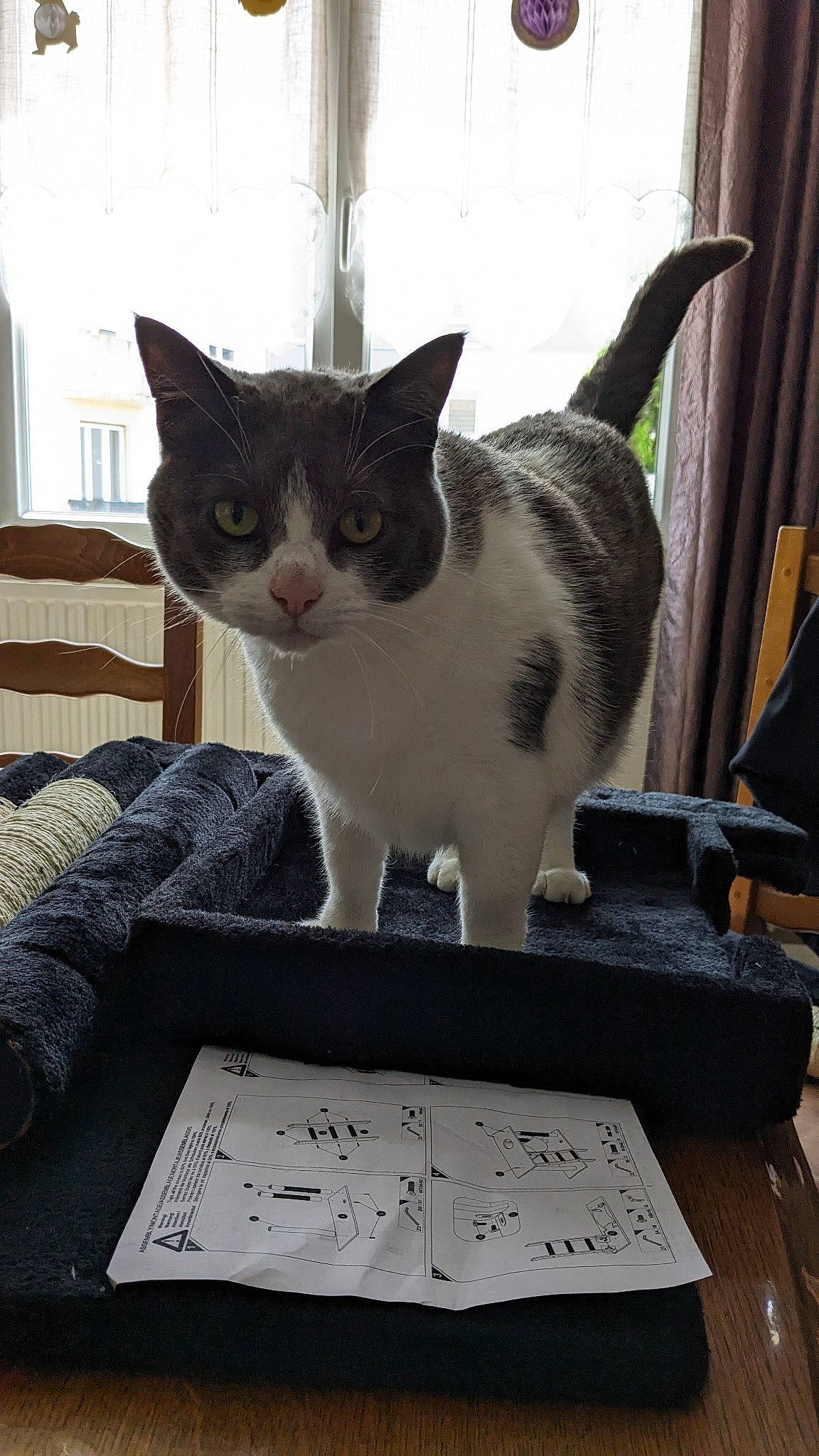 Oscar participe au concours pour gagner de l'argent avec cette photo : box, carnivore, cat, comfort, curtain, desk, domestic_short_haired_cat, felidae, fur, handwriting, paw, sitting, small_to_medium_sized_cats, snout, table, tail, tree, whiskers, window, wood