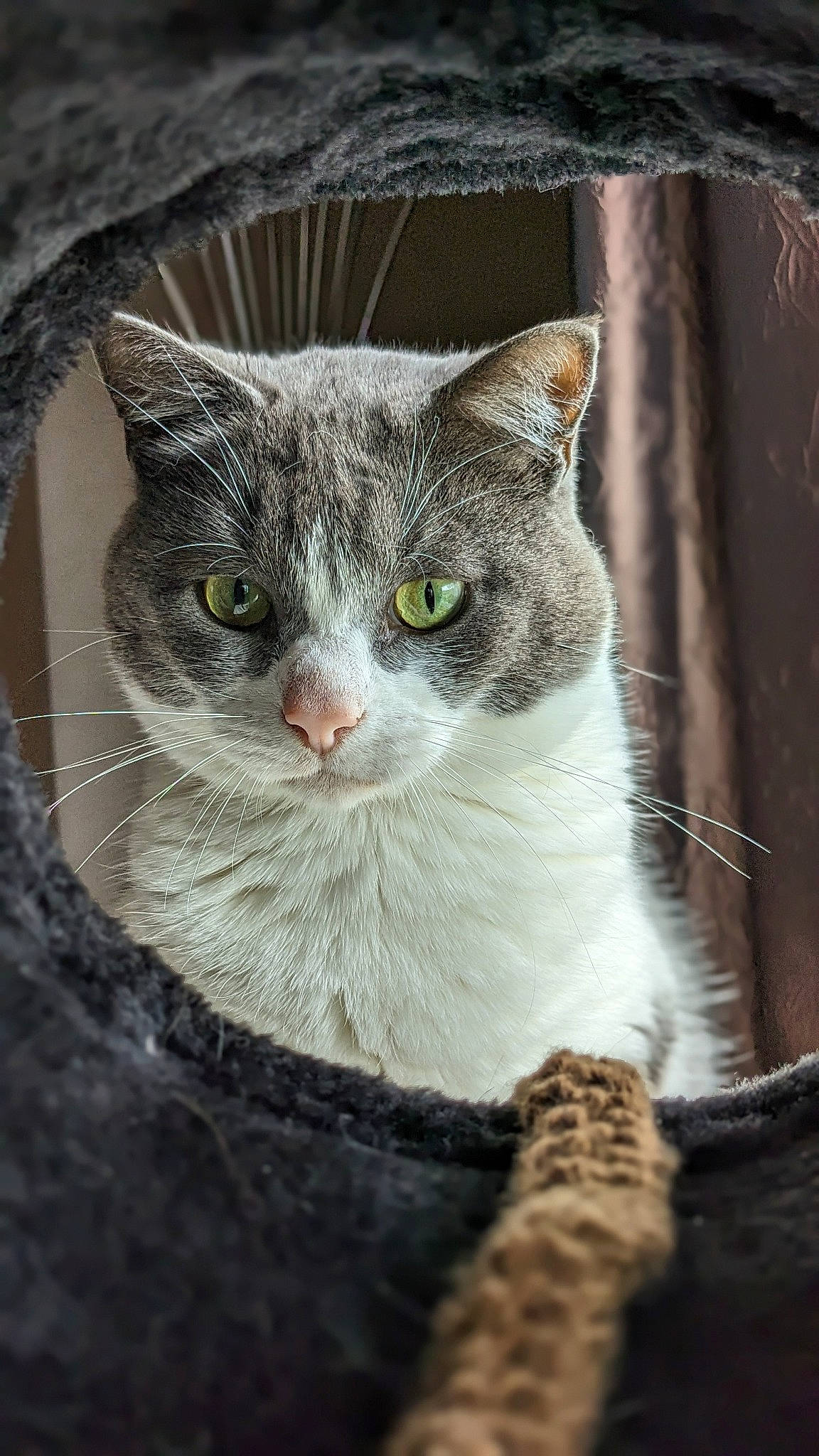 Oscar participe au concours pour gagner de l'argent avec cette photo : art, carnivore, cat, domestic_short_haired_cat, felidae, fur, paw, sitting, small_to_medium_sized_cats, snout, tail, tree, whiskers, wildlife, window, wood