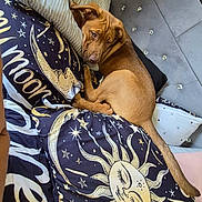 Remington is registered to the contest to win money with this photo: dog, bed, pillow, bedding, sun_illustration, moon_illustration, stars, headboard, brown_dog, resting, indoor, cozy, sleepy, animal, pet, comfort, fabric, decor, furniture, relaxing