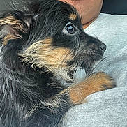 Kobi is registered to the contest to win money with this photo: puppy, dog, black_fur, tan_fur, close_up, person, face, arm, gray_shirt, pet, cute, fur, animal, indoor, holding, looking, young_dog, companion, affection, cozy