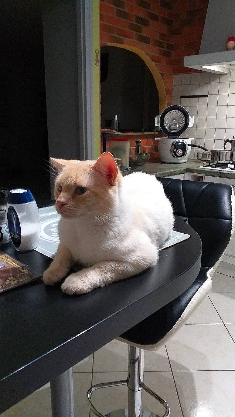 Roger participe au concours pour gagner de l'argent avec cette photo : carnivore, cat, comfort, domestic_short_haired_cat, fawn, felidae, flooring, fur, home_appliance, kitchen_appliance, metal, plumbing_fixture, sitting, small_to_medium_sized_cats, snout, table, tableware, tail, tap, whiskers