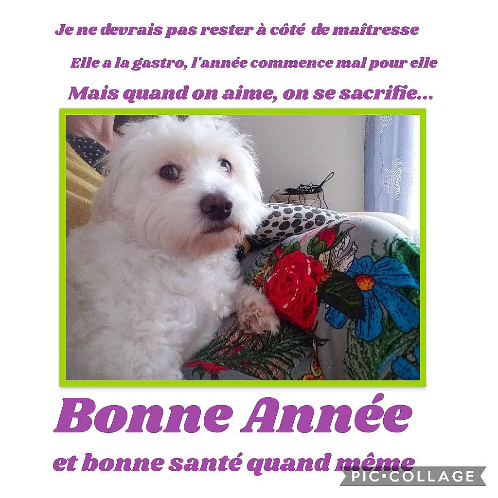 Isy participe au concours pour gagner de l'argent avec cette photo : canidae, carnivore, companion_dog, dog, dog_breed, dog_supply, font, internet_meme, non_sporting_group, pet_supply, photo_caption, small_terrier, sporting_group, toy_dog, water_dog