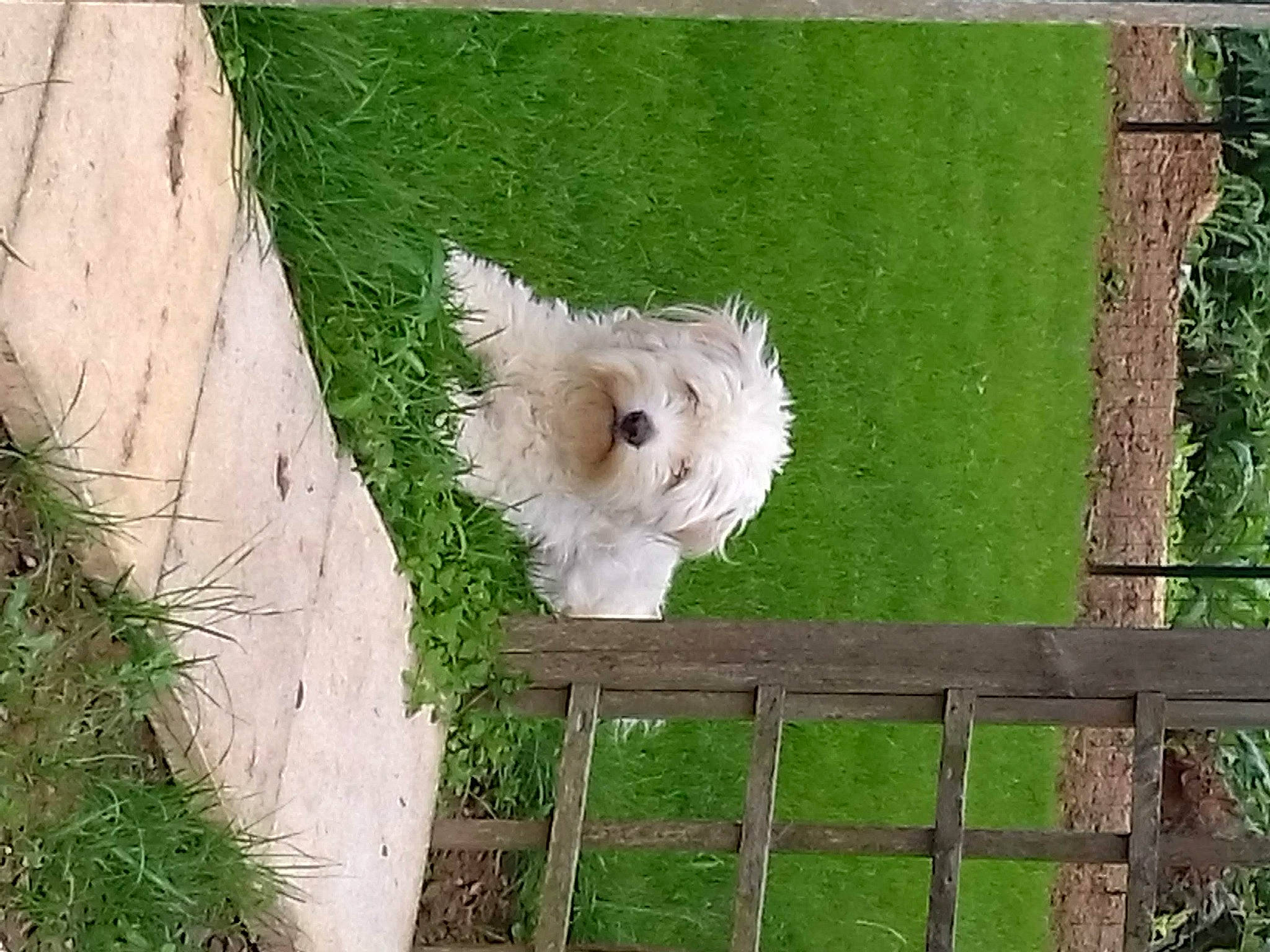 Isy a rejoint le concours — aidez-le/la à gagner de superbes lots ! ball, canidae, carnivore, companion_dog, dog, dog_breed, fawn, grass, home_fencing, house, lawn, plant, rectangle, snout, sporting_group, sports_equipment, toy, tree, trunk, wood