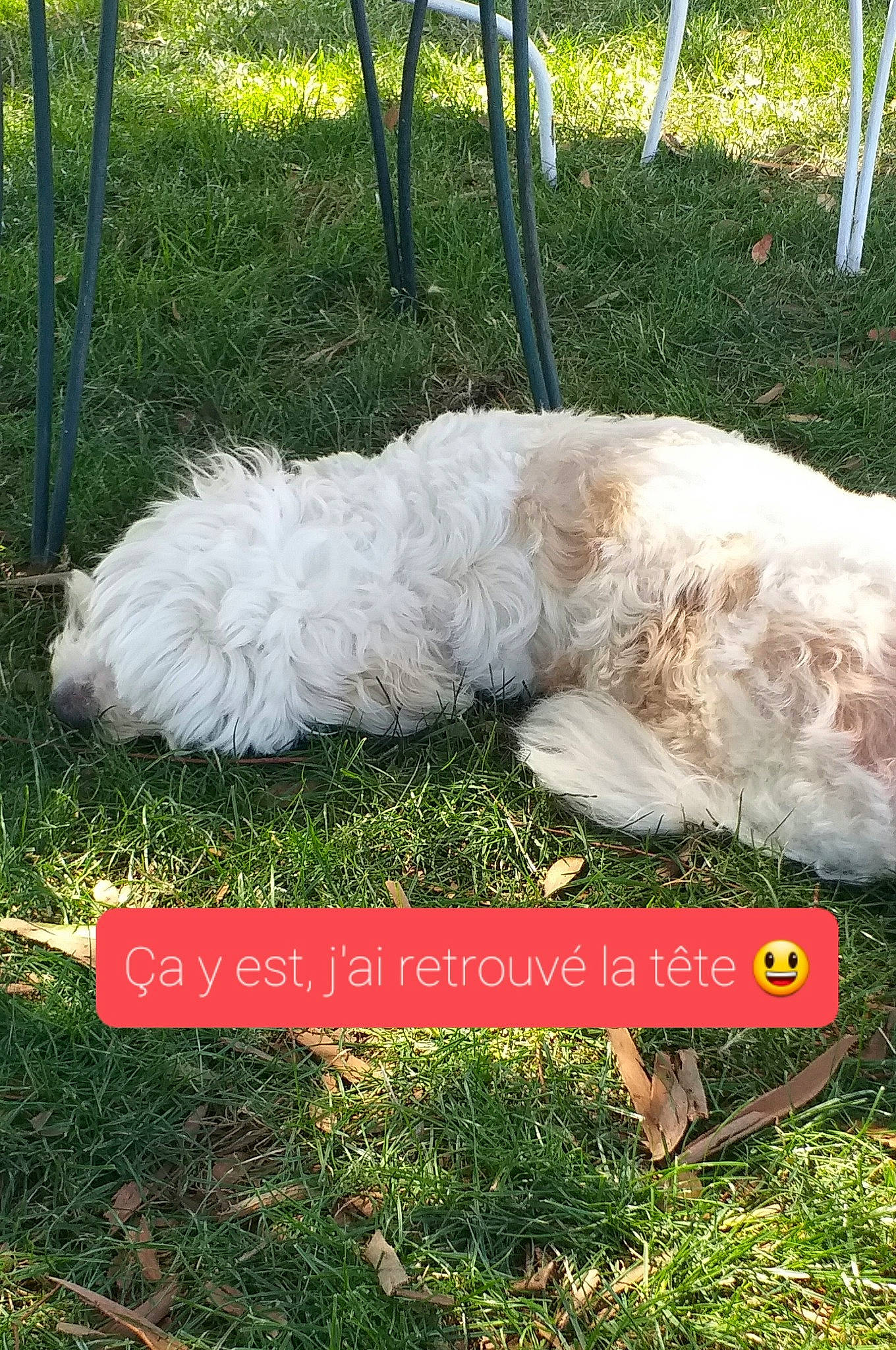 Isy a rejoint le concours — aidez-le/la à gagner de superbes lots ! canidae, carnivore, chair, companion_dog, dog, dog_breed, dog_collar, fur, grass, grassland, non_sporting_group, pasture, plant, shrub, soil, sporting_group, tail, terrier, tree, yard