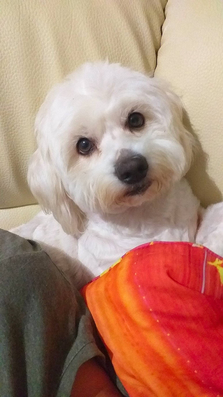 Isy participe au concours pour gagner de l'argent avec cette photo : canidae, carnivore, companion_dog, dog, dog_breed, dog_clothes, dog_supply, firefighter, fur, maltepoo, non_sporting_group, plant, shih_poo, small_terrier, snout, sporting_group, terrier, toy_dog, water_dog, working_animal