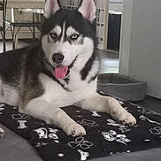 Démon participe au concours pour gagner de l'argent avec cette photo : animal, blanket, blue_eyes, canine, cute, dog, dog_bed, domestic_animal, floor, friendly, fur, home, indoor, lying_down, mammal, paw, pet, relaxed, siberian_husky, tongue_out