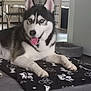 animal, blanket, blue_eyes, canine, cute, dog, dog_bed, domestic_animal, floor, friendly, fur, home, indoor, lying_down, mammal, paw, pet, relaxed, siberian_husky, tongue_out