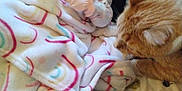 Bailey Lee joined the competition — help win amazing prizes! animal, baby, bed, blanket, cat, comfort, cozy, curious, cute, domestic, feline, indoor, infant, patterned_bedspread, pet, resting, sleeping_baby, soft, warm, young_child