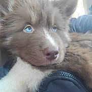 Koda is registered to the contest to win money with this photo: puppy, dog, blue_eyes, fluffy, fur, close_up, portrait, pet, canine, brown_fur, white_markings, nose, whiskers, adorable, cozy, sitting, lap, indoor, vehicle, soft_lighting