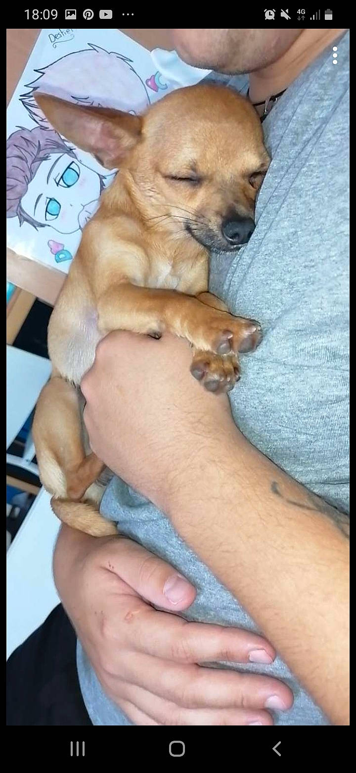 Koda a rejoint le concours — aidez-le/la à gagner de superbes lots ! canidae, carnivore, chihuahua, comfort, companion_dog, corgi_chihuahua, dog, dog_breed, dog_supply, fawn, finger, fur, nail, nap, paw, sporting_group, tail, thumb, toy_dog, whiskers