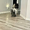 Assassin is registered to the contest to win money with this photo: animal, baseboard, cat, collar, curious, dog, domestic, doorway, flooring, gray_cat, home, indoor, large_dog, light, pet, shadow, sitting, standing, wall, wooden_floor