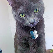 Assassin joined the competition — help win amazing prizes! alert, animal, cat, close_up, curious, cute, domestic_cat, feline, fur, gray_cat, green_eyes, household, indoor, looking, pet, pet_tag, portrait, soft_light, tabby, whiskers