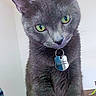 alert, animal, cat, close_up, curious, cute, domestic_cat, feline, fur, gray_cat, green_eyes, household, indoor, looking, pet, pet_tag, portrait, soft_light, tabby, whiskers