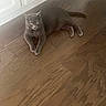animal, cabinet, cat, collar, curious, domestic_cat, ears, feline, flooring, fur, gray_cat, home, indoor, laying_down, pet, quiet, relaxed, whiskers, wooden_floor, yellow_eyes