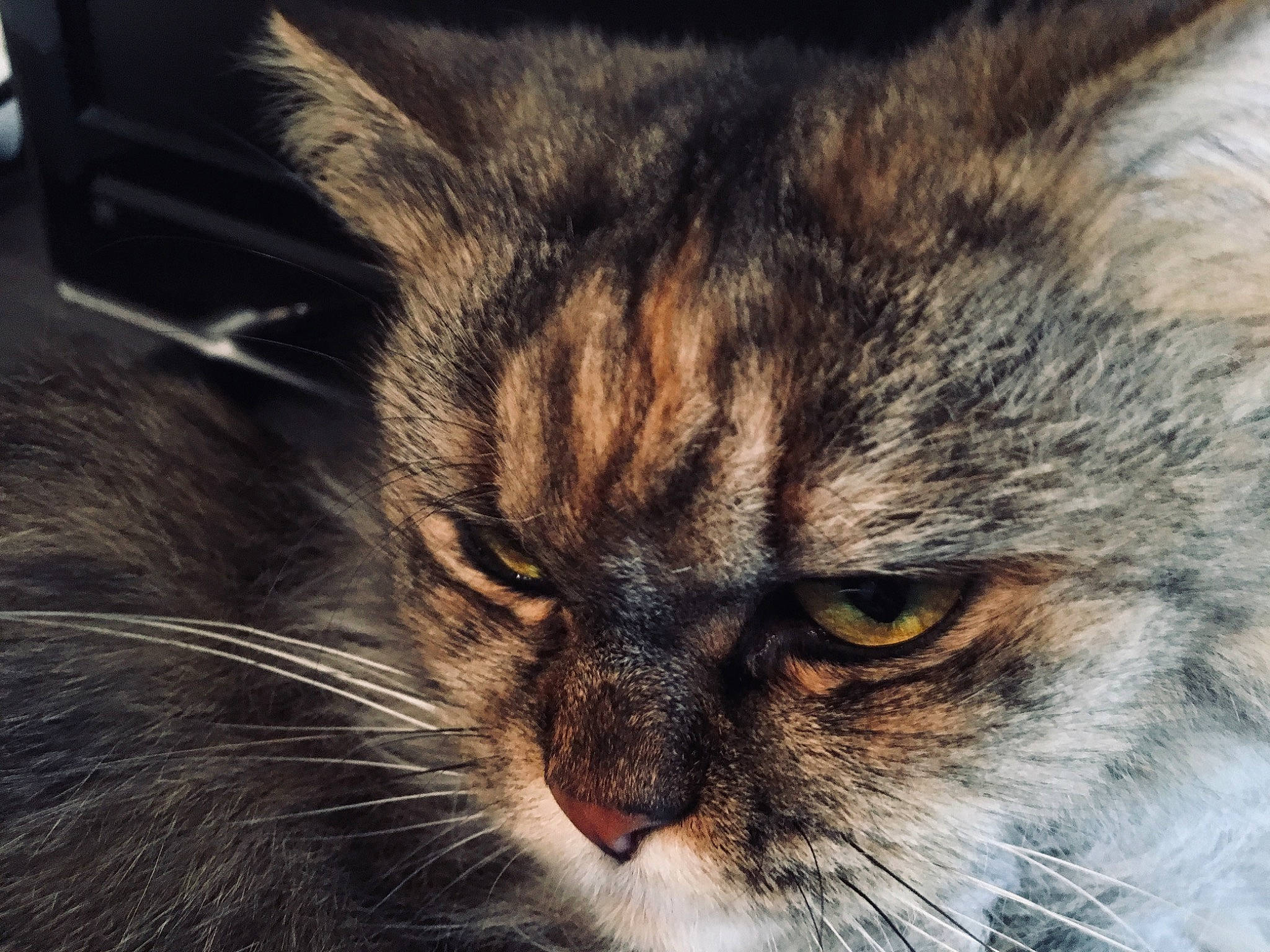 Judy a rejoint le concours — aidez-le/la à gagner de superbes lots ! asian, carnivore, cat, close_up, domestic_short_haired_cat, european_shorthair, eye, felidae, fur, mammal, norwegian_forest_cat, nose, pixie_bob, siberian, sky, small_to_medium_sized_cats, snout, tabby_cat, whiskers, wild_cat