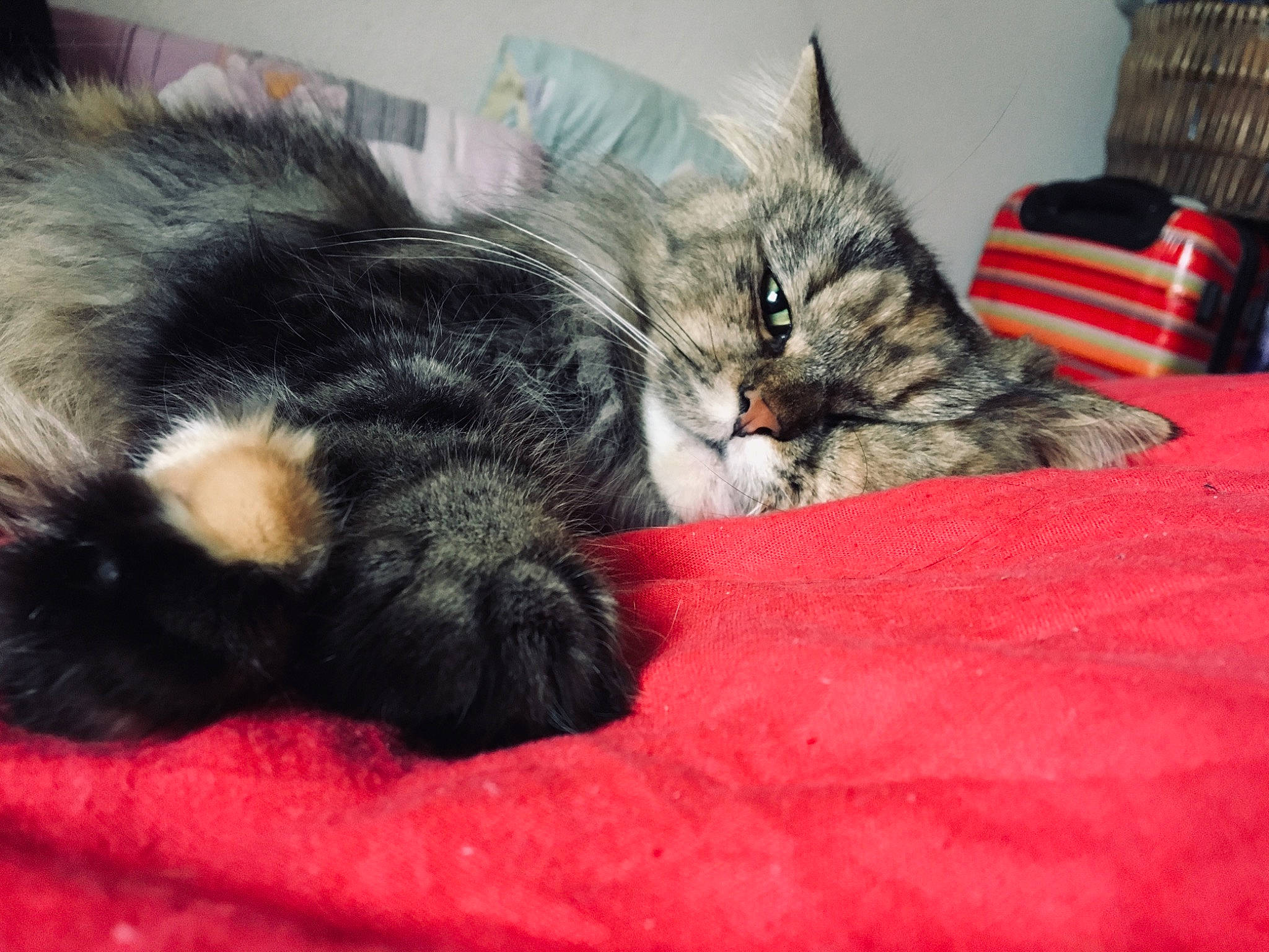 Judy participe au concours pour gagner de l'argent avec cette photo : american_shorthair, asian, carnivore, cat, claw, domestic_long_haired_cat, domestic_short_haired_cat, dragon_li, european_shorthair, felidae, fur, kitten, mammal, nap, norwegian_forest_cat, polydactyl_cat, small_to_medium_sized_cats, tabby_cat, vertebrate, whiskers