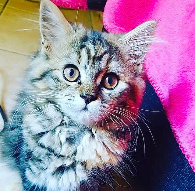 Judy participe au concours pour gagner de l'argent avec cette photo : american_shorthair, american_wirehair, asian, carnivore, cat, domestic_short_haired_cat, dragon_li, european_shorthair, eye, felidae, kitten, maine_coon, mammal, pixie_bob, siberian, small_to_medium_sized_cats, snout, tabby_cat, vertebrate, whiskers