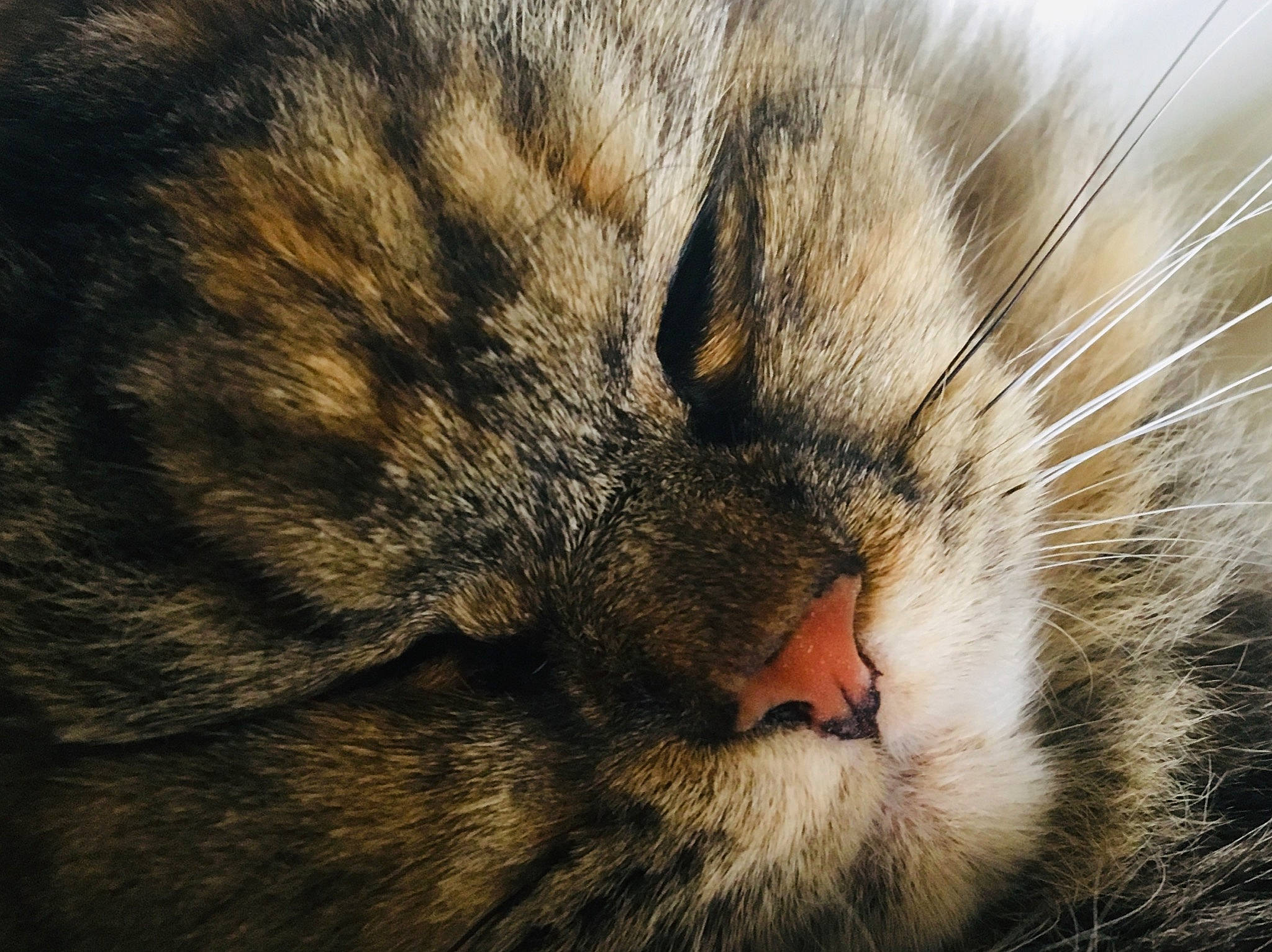 Judy a rejoint le concours — aidez-le/la à gagner de superbes lots ! asian, carnivore, cat, close_up, domestic_short_haired_cat, european_shorthair, eye, felidae, fur, norwegian_forest_cat, nose, photography, siberian, sky, sleep, small_to_medium_sized_cats, snout, tabby_cat, whiskers, wild_cat