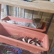 Smokey is registered to the contest to win money with this photo: cat, flower_pot, plant_pot, gray_cat, indoor, brick_wall, dried_leaves, resting, pet, animal, feline, shelf, metal_shelf, home, relaxed, cute, fur, whiskers, face, eyes
