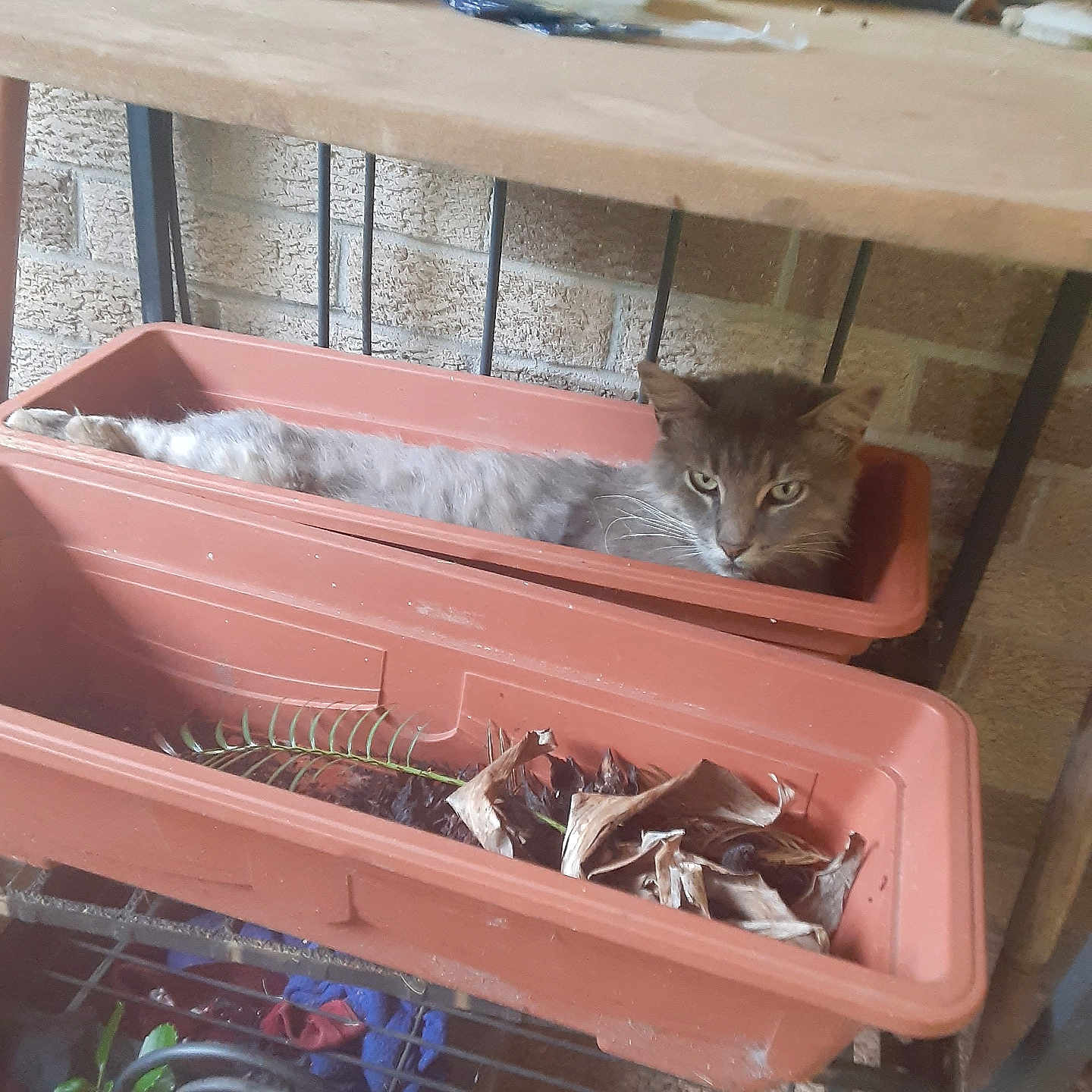 Smokey is registered to the contest to win money with this photo: animal, brick_wall, cat, cute, dried_leaves, eyes, face, feline, flower_pot, fur, gray_cat, home, indoor, metal_shelf, pet, plant_pot, relaxed, resting, shelf, whiskers